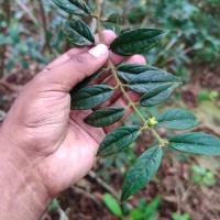 Lasianthus thwaitesii var. thwaitesii